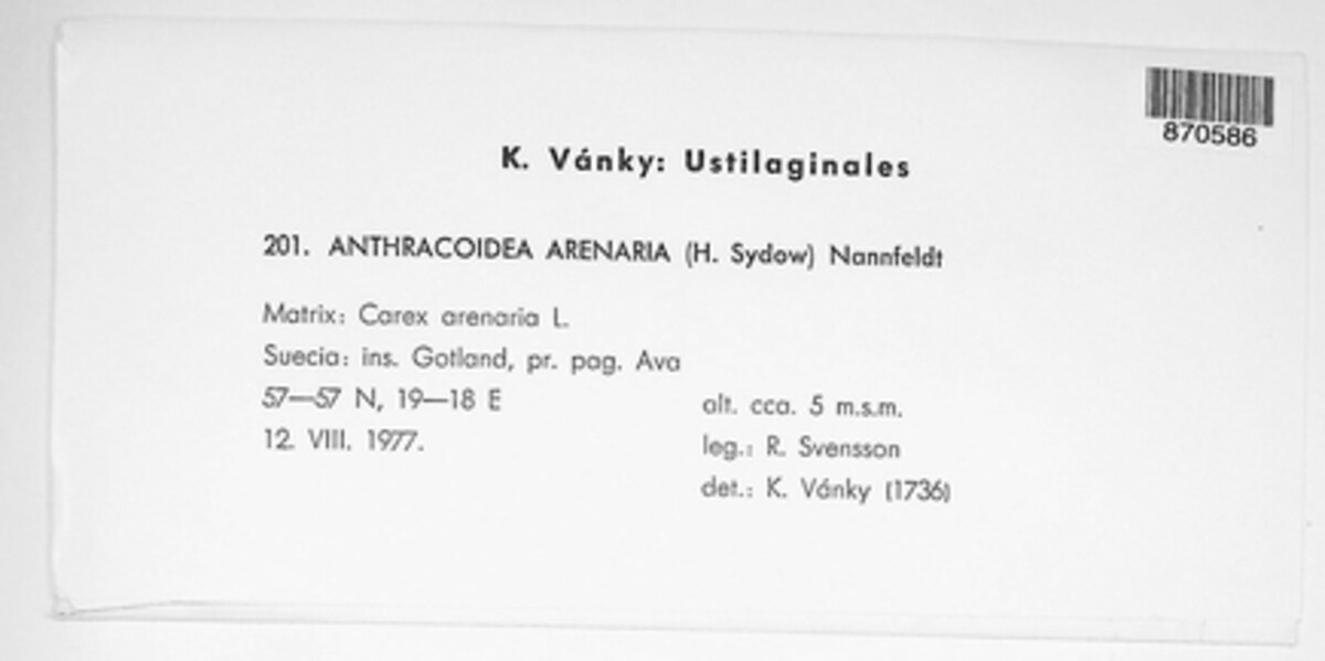 Anthracoidea arenariae image
